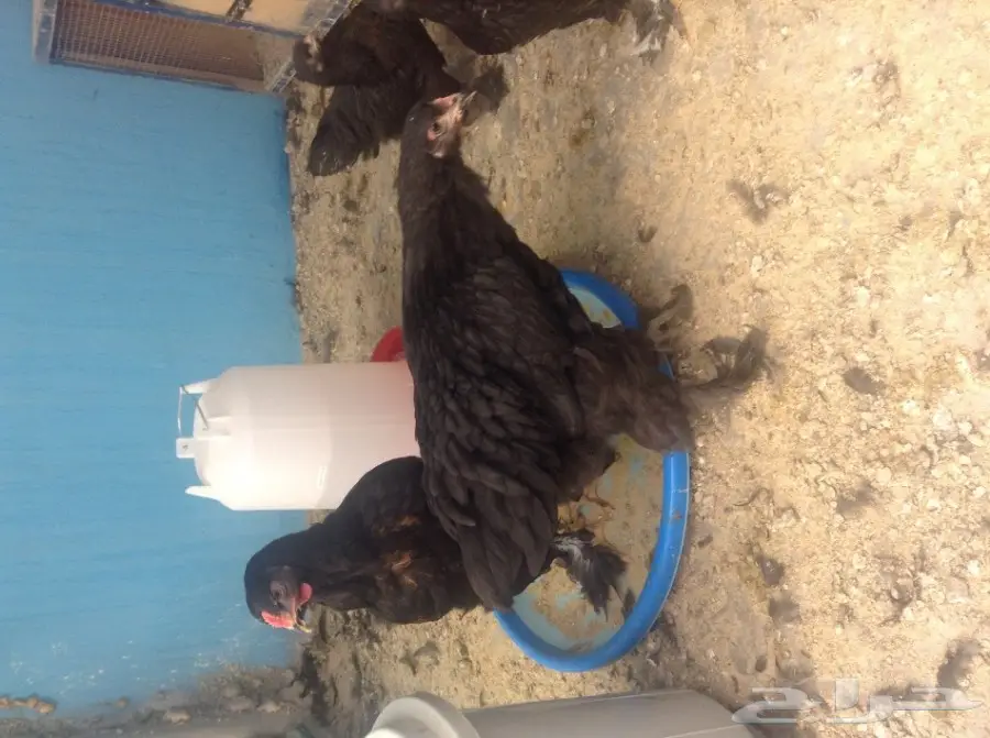 صيصان براهما أسود وبوران - فرصة لا تُفوّت!