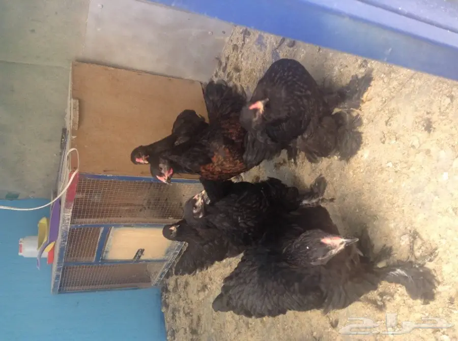 صيصان براهما أسود وبوران - فرصة لا تُفوّت! (image 1)