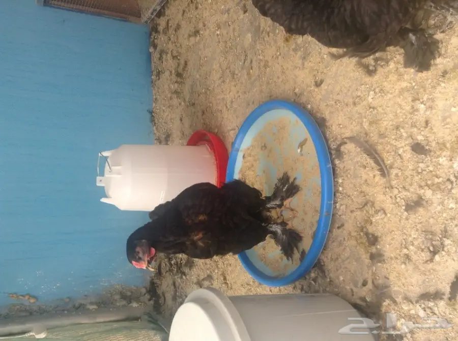 صيصان براهما أسود وبوران - فرصة لا تُفوّت! (image 3)