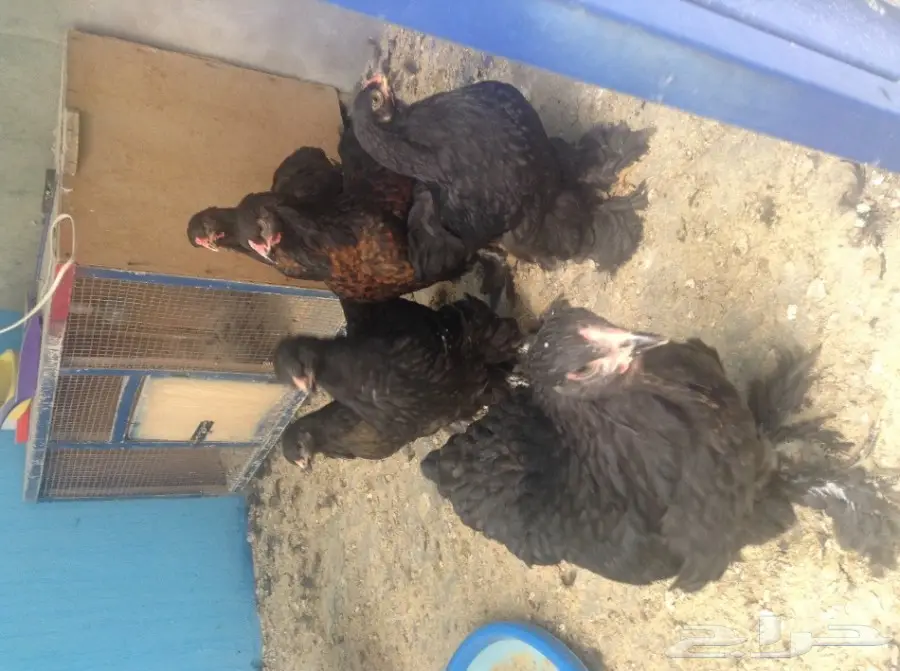 صيصان براهما أسود وبوران - فرصة لا تُفوّت! (image 4)