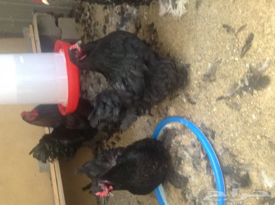 صيصان براهما أسود وبوران - فرصة لا تُفوّت! (image 6)