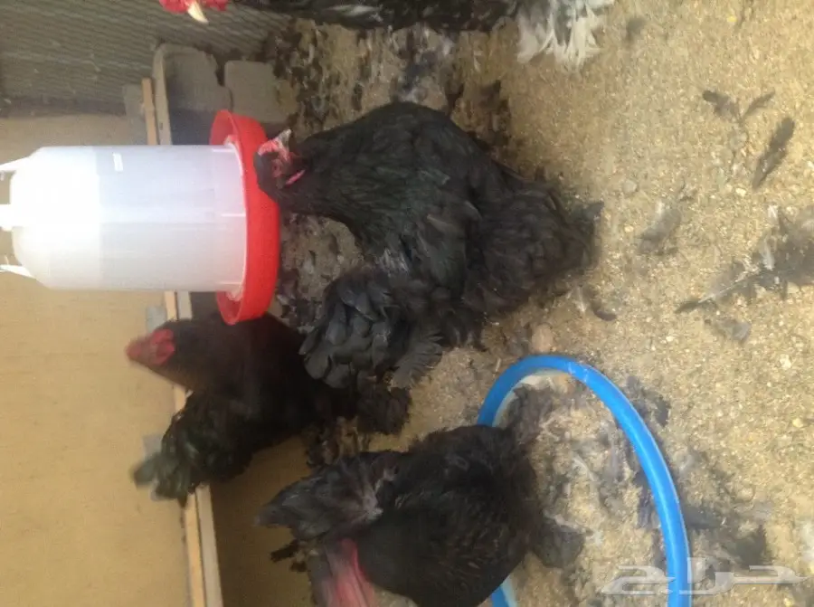 صيصان براهما أسود وبوران - فرصة لا تُفوّت! (image 7)