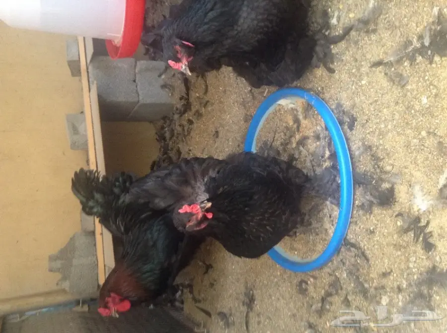 صيصان براهما أسود وبوران - فرصة لا تُفوّت! (image 10)