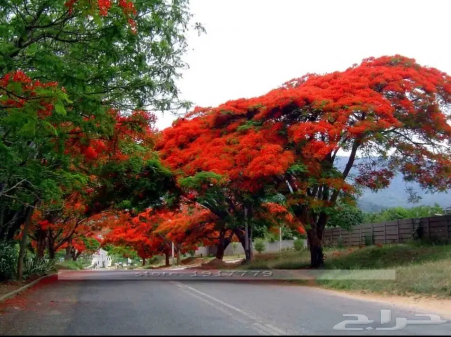 بذور البونسيانا (image 1)