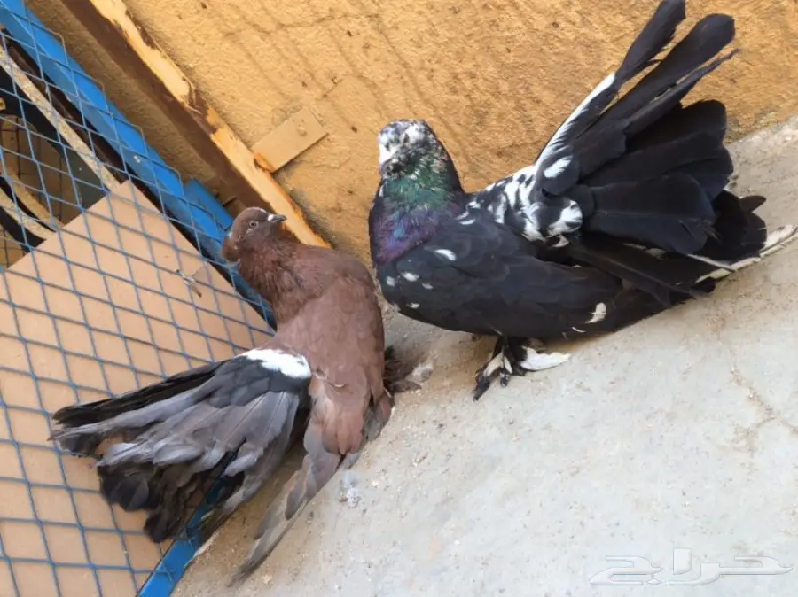 زوج امريكي تركيب جديد  (image 2)