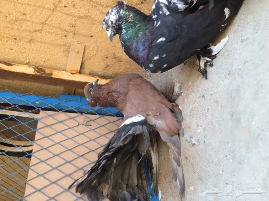 زوج امريكي تركيب جديد  (image 3)