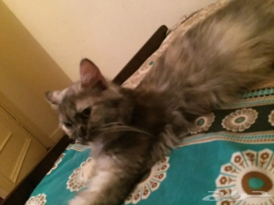 قط انثي هملايا مهجن مع شيرازي