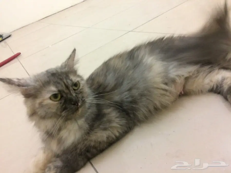 قط انثي هملايا مهجن مع شيرازي (image 1)