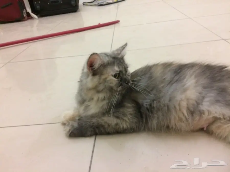 قط انثي هملايا مهجن مع شيرازي (image 2)