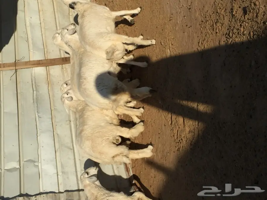 للبيع ذبايح طيبه شحم مغلقه