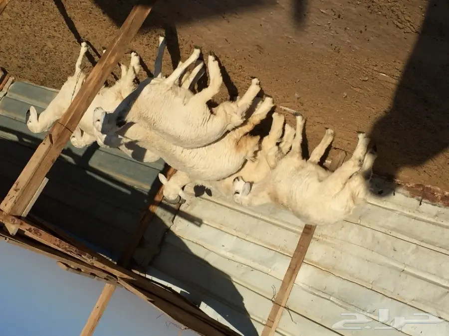 للبيع ذبايح طيبه شحم مغلقه (image 1)