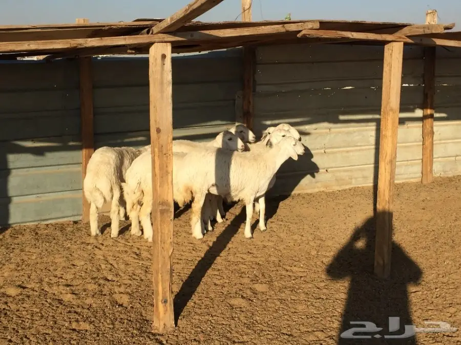 للبيع ذبايح طيبه شحم مغلقه (image 2)