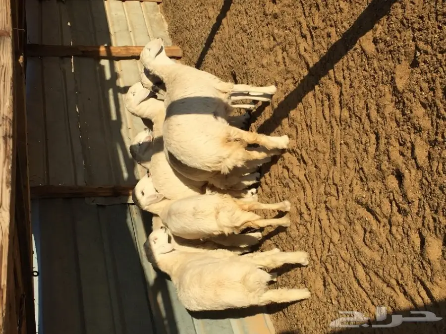 للبيع ذبايح طيبه شحم مغلقه (image 3)