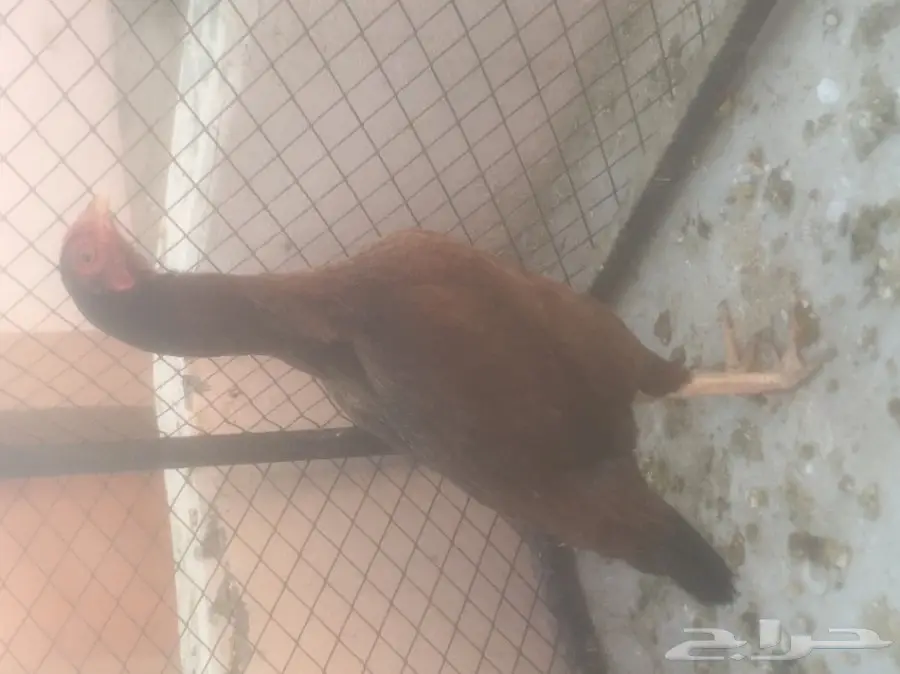 دجاج باكستاني للبيع 