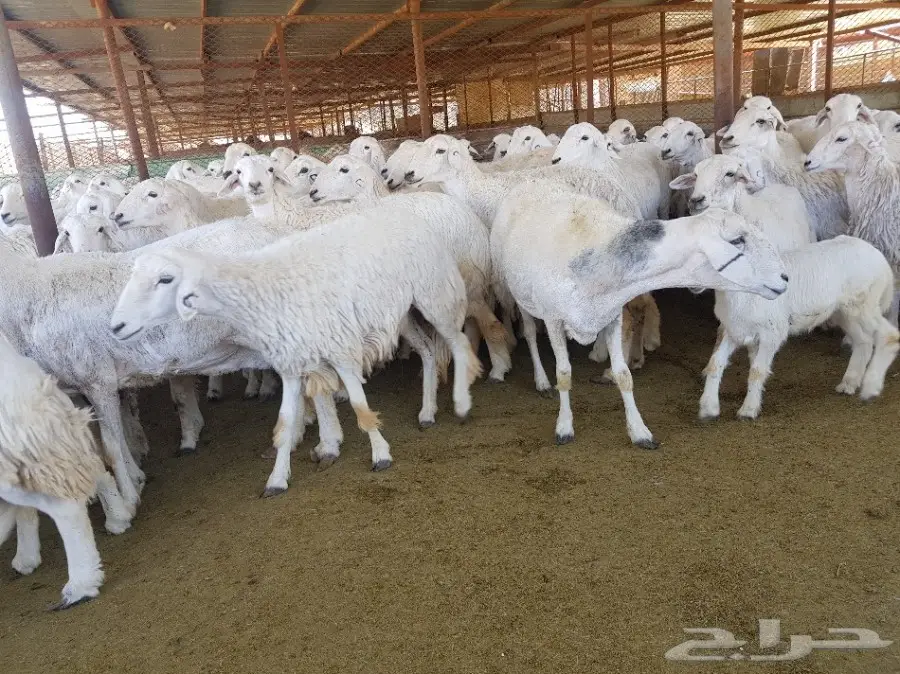غنم للبيع