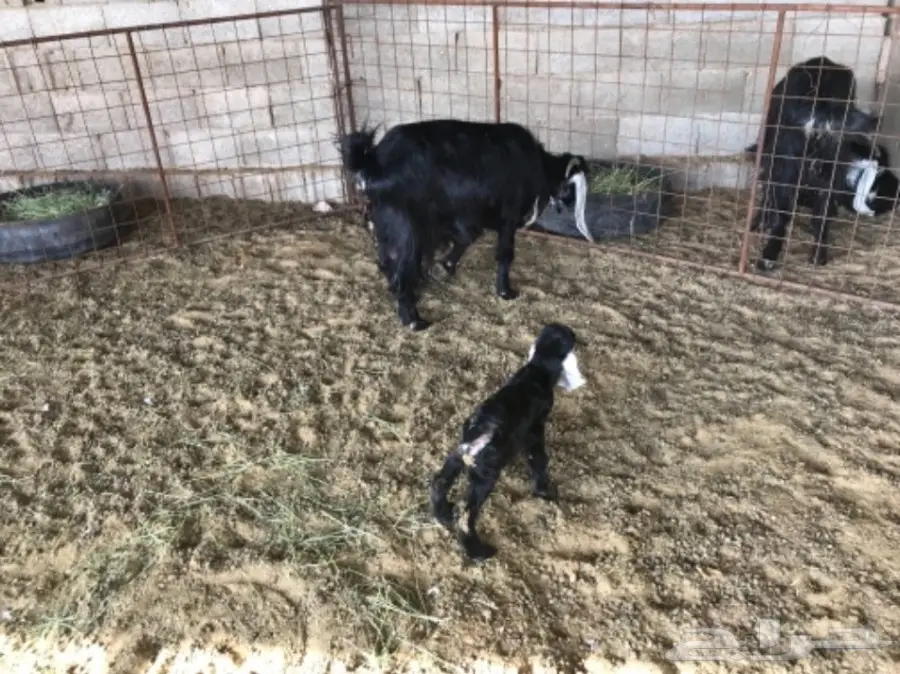 معزا مواليد 