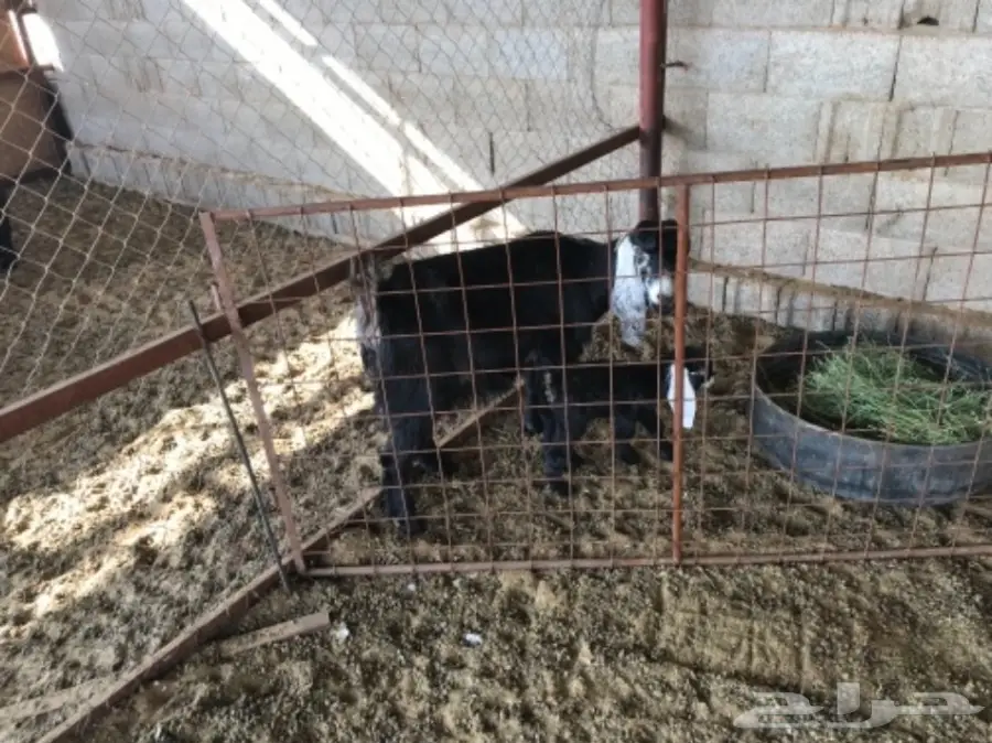 معزا مواليد  (image 1)