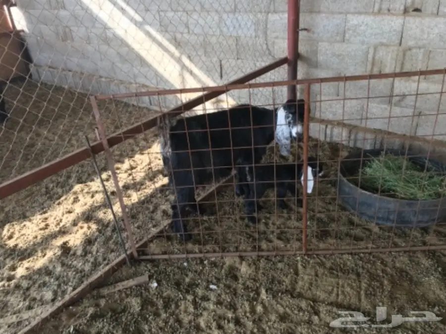 معزا مواليد  (image 2)