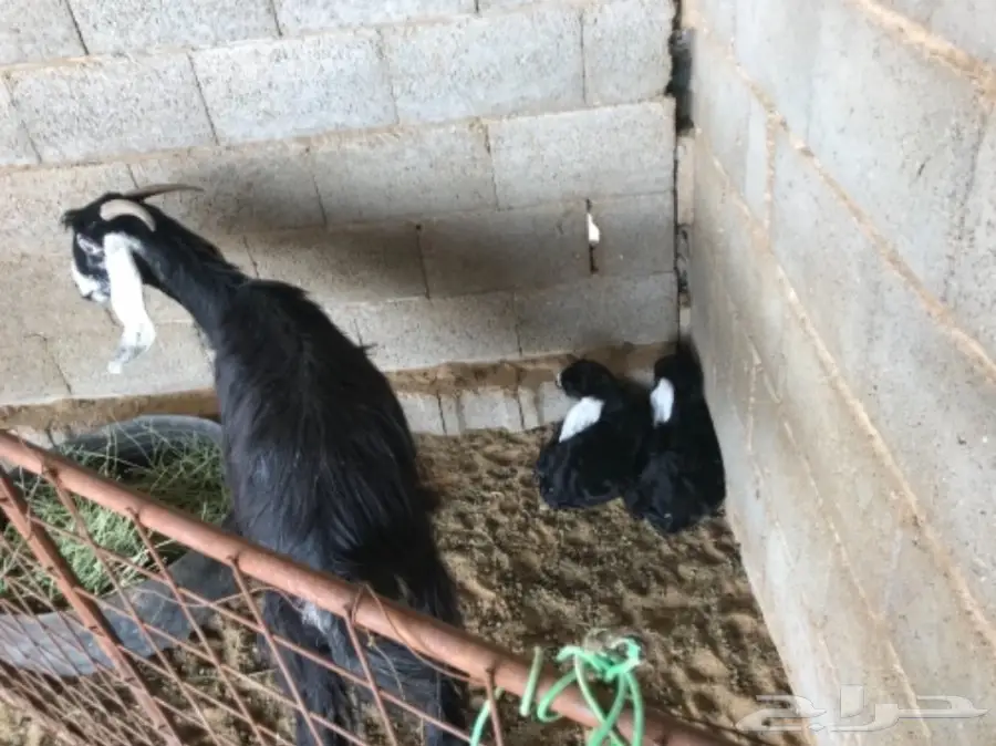 معزا مواليد  (image 3)