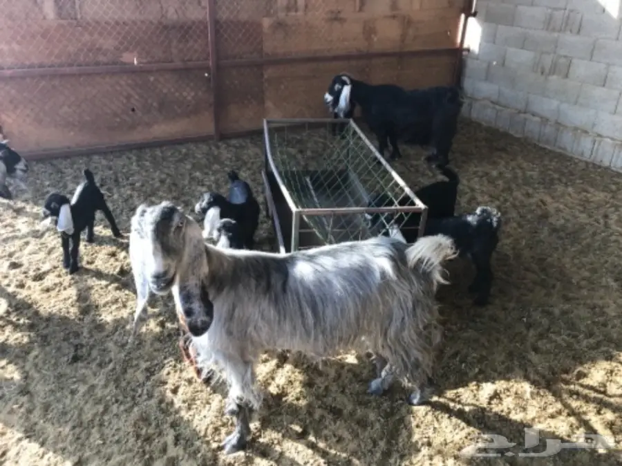 معزا مواليد  (image 4)