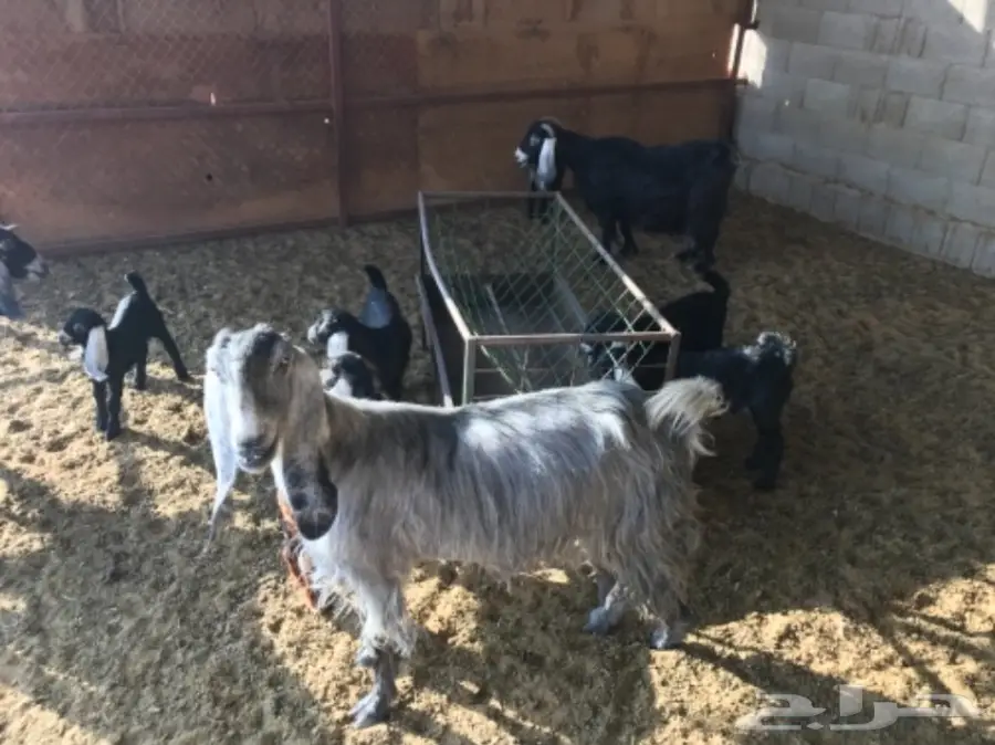 معزا مواليد  (image 5)