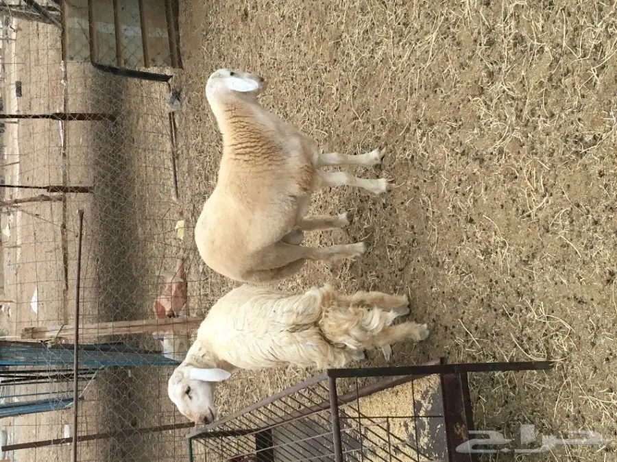 طليان عدد2 ذبايح وشرط سمان ماشاء الله