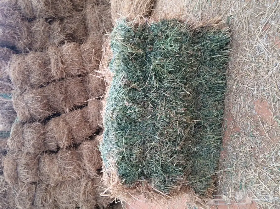 برسيم صافي مخزن للبيع