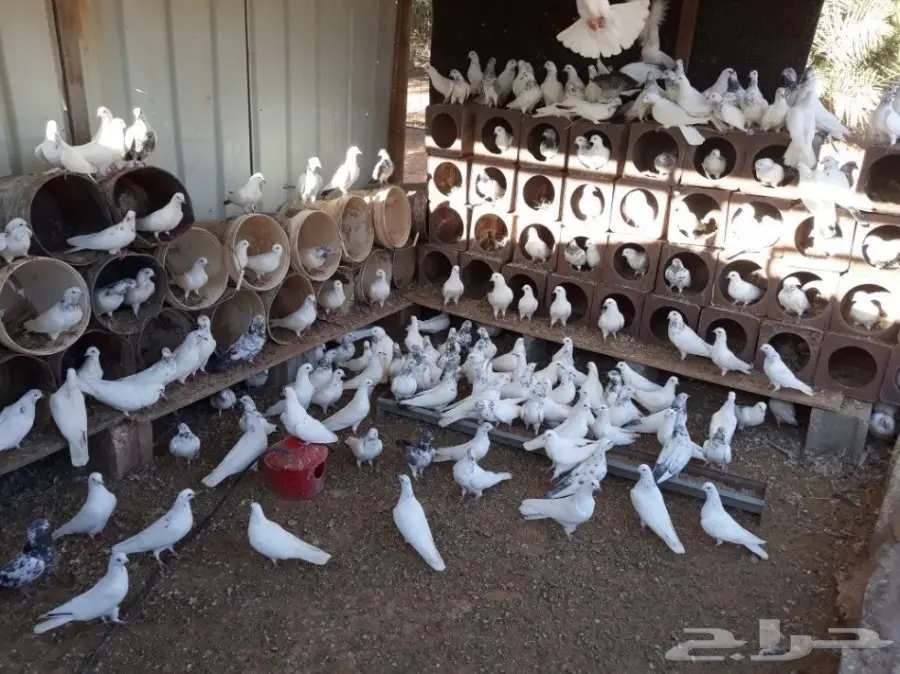 للبيع حمام هندي صحتهن ممتازه