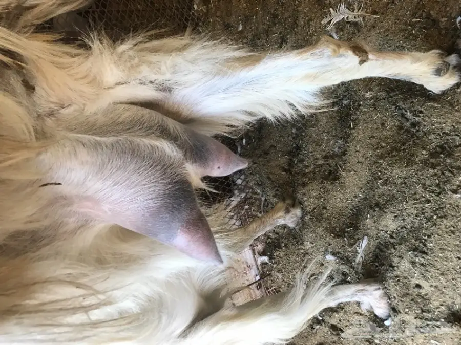 عنزة حليب ممتازة - الرياض (image 2)