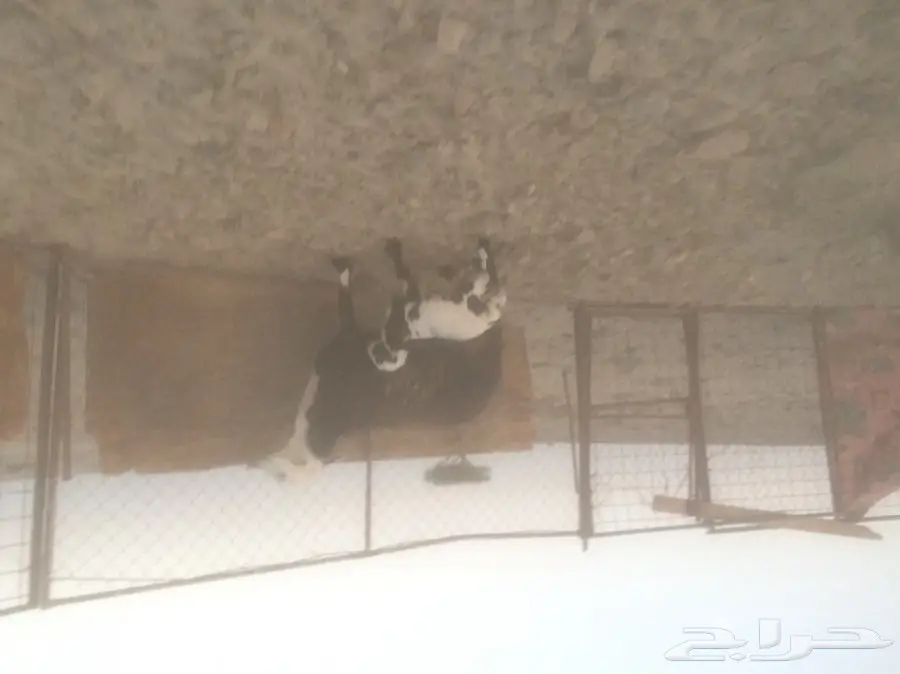 نجديه متبوعه برخل 