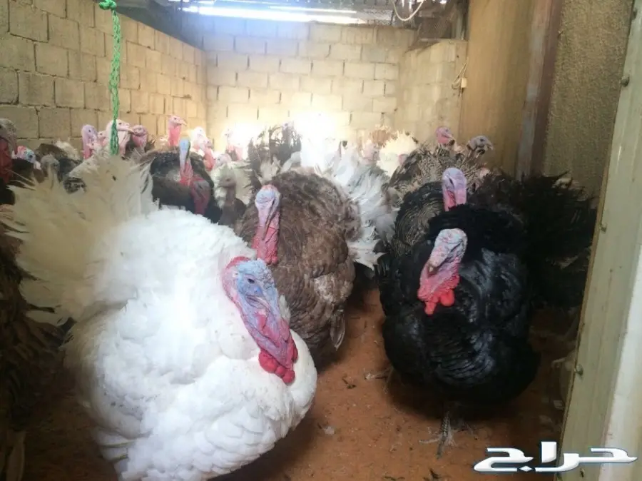 دجاج رومي بياض وديوك احجام كبيره (image 1)