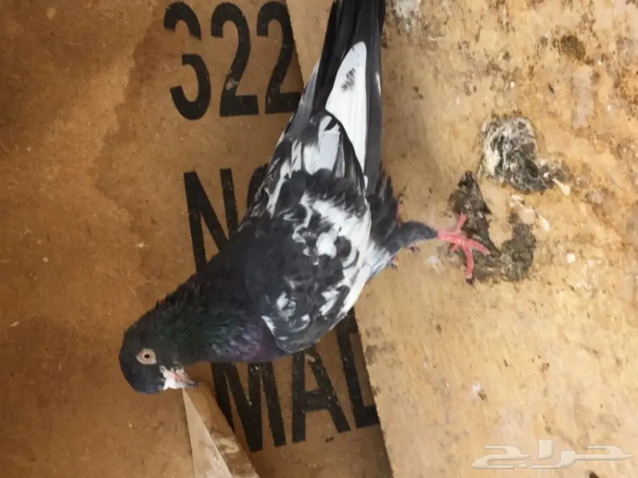 ذكر رام بوري توب