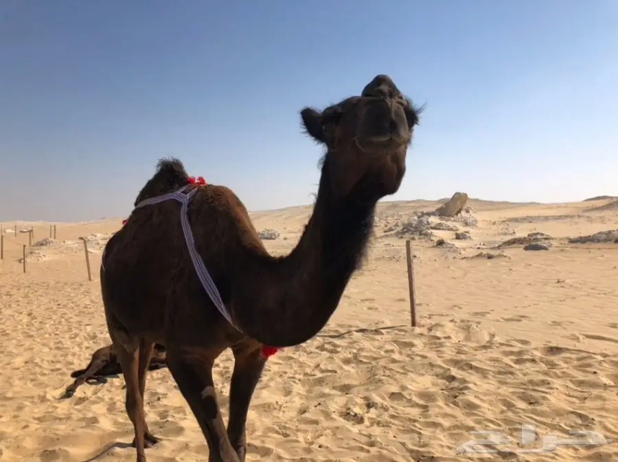 خلفه مجهم منيح هديه (image 10)