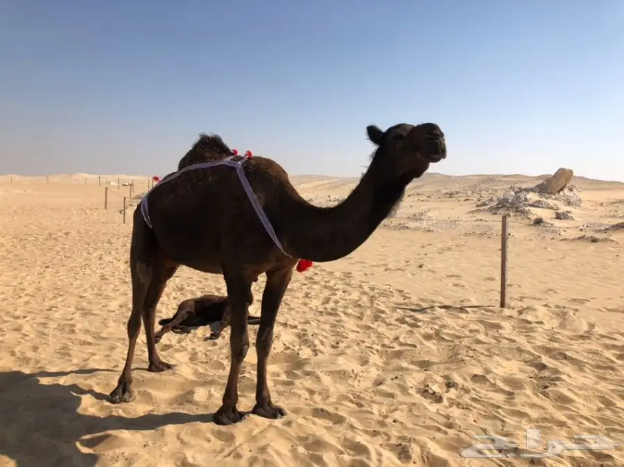خلفه مجهم منيح هديه (image 11)