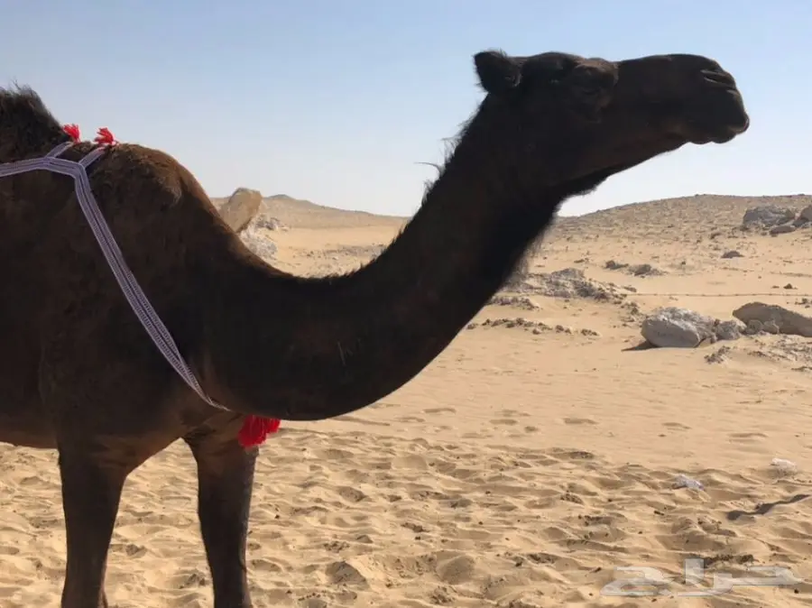 خلفه مجهم منيح هديه (image 15)