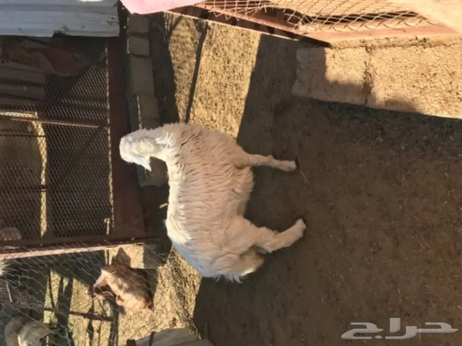 رخل للبيع  (image 1)