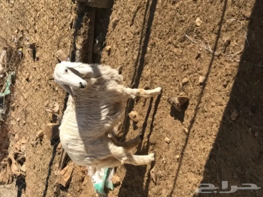 رخل للبيع  (image 2)