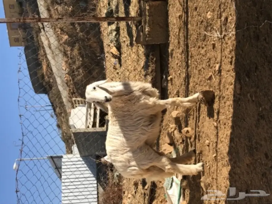 رخل للبيع  (image 3)