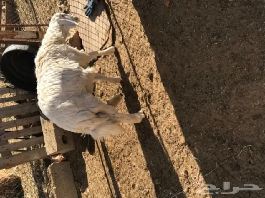 رخل للبيع  (image 4)