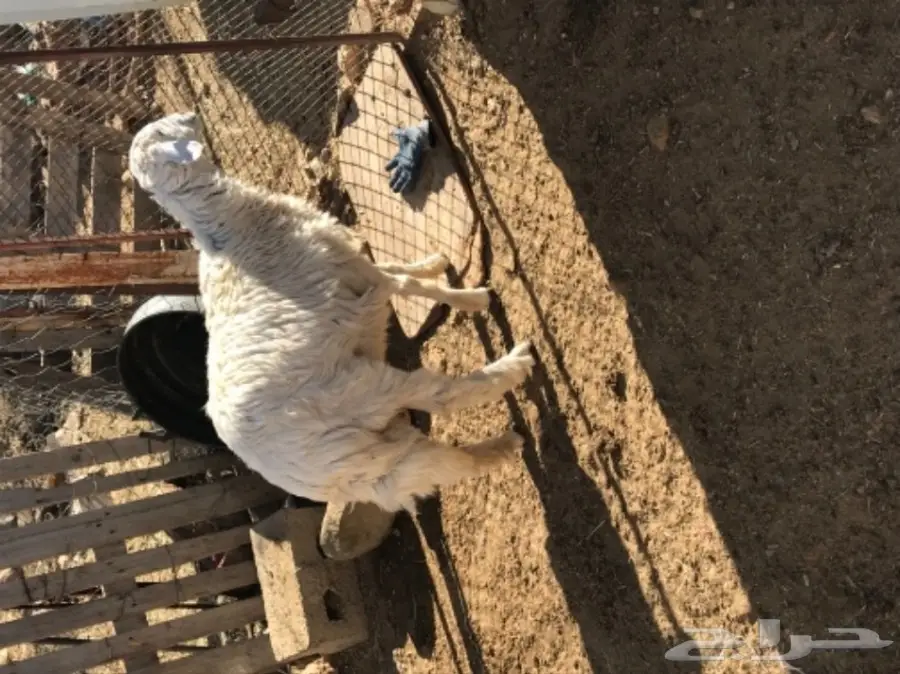 رخل للبيع  (image 5)