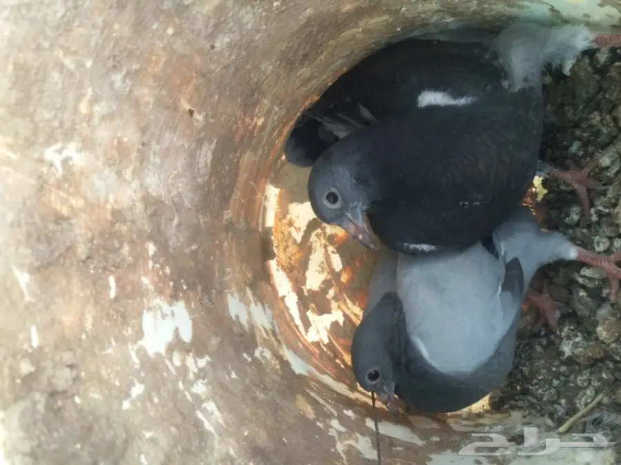 فراخة حمام زاجل 