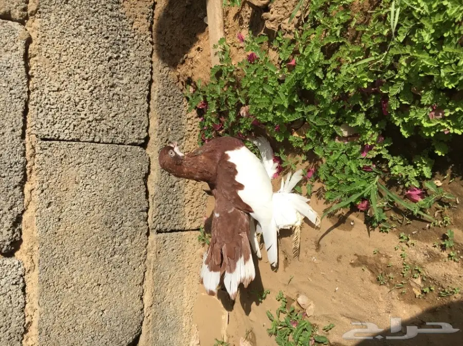 للبيع ذكر فولكا احمر صافي فحل (image 5)