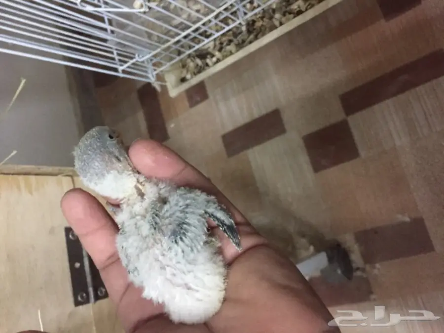 روز فرخ (image 1)