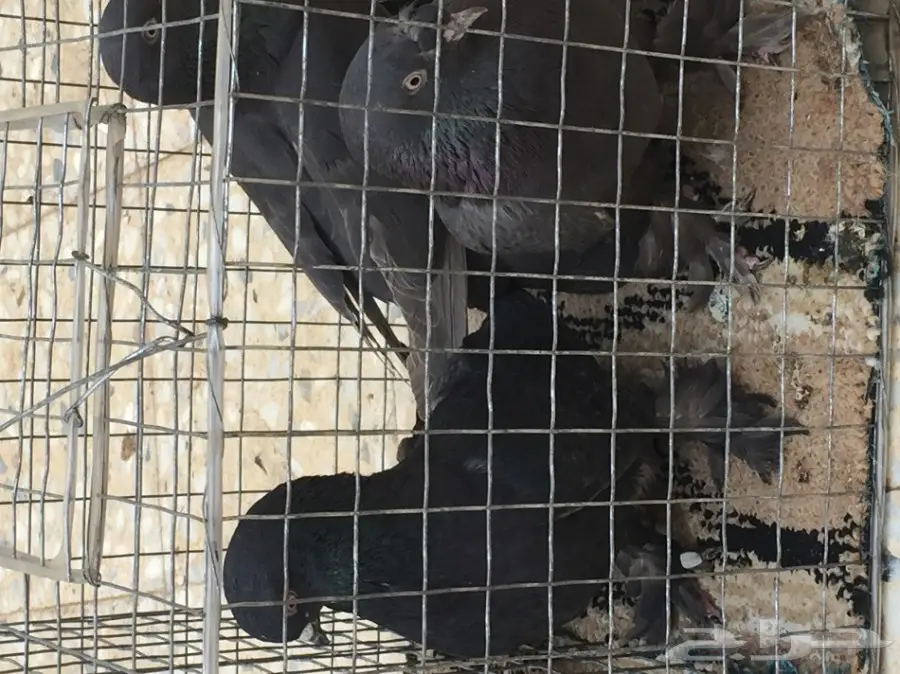 حمام تركي اسود وحمام عادي  (image 2)