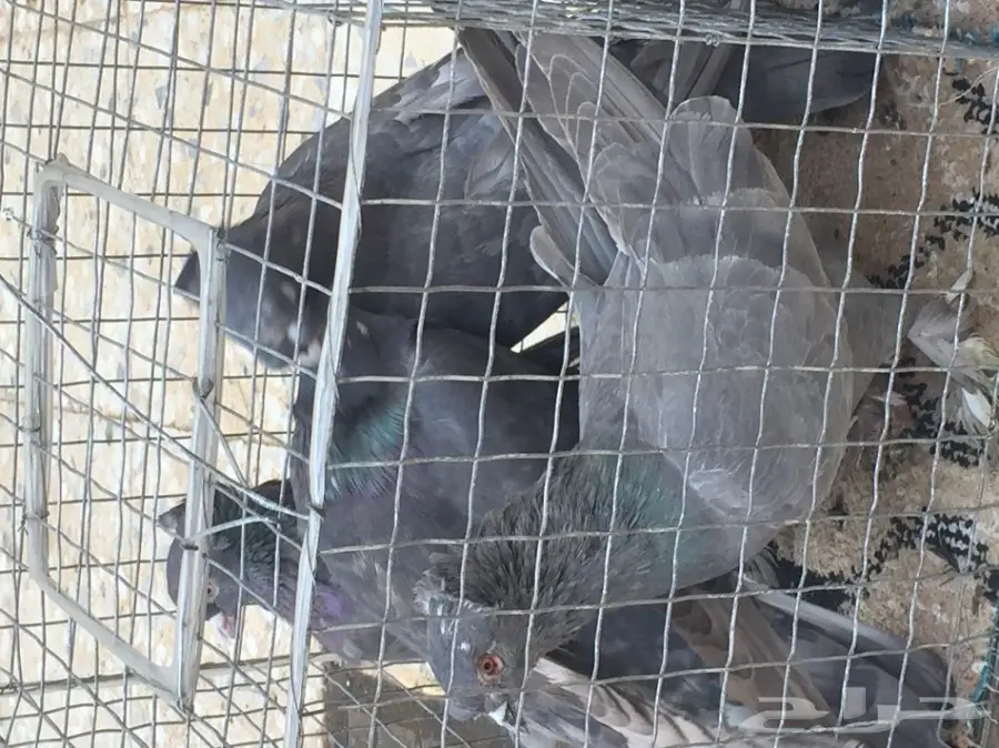 حمام تركي اسود وحمام عادي  (image 5)