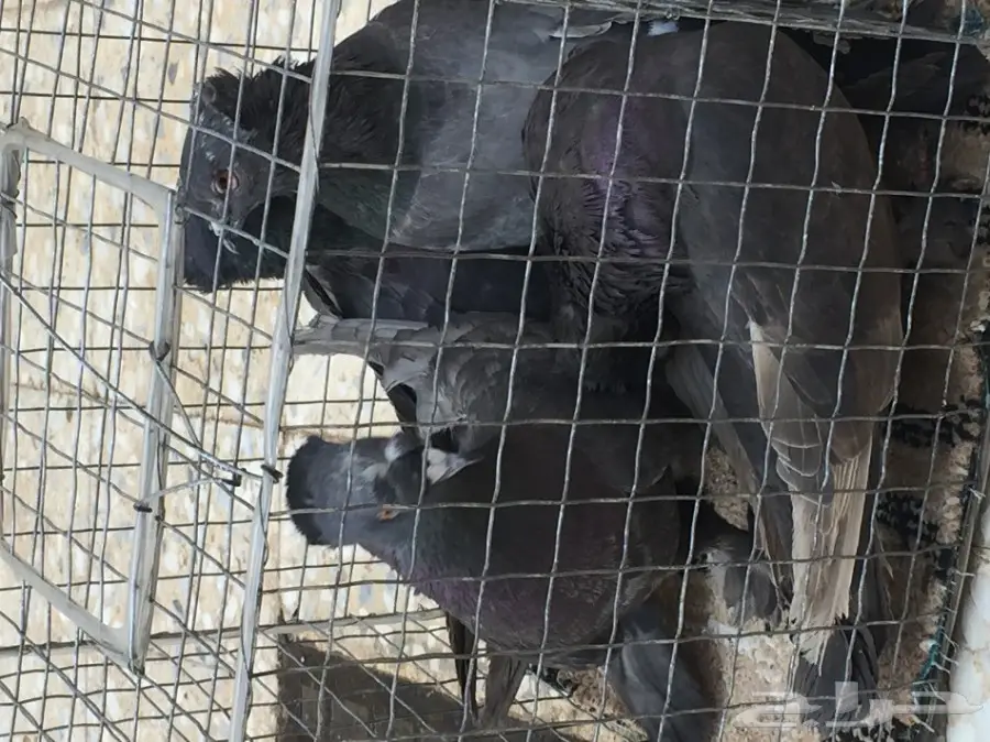 حمام تركي اسود وحمام عادي  (image 7)