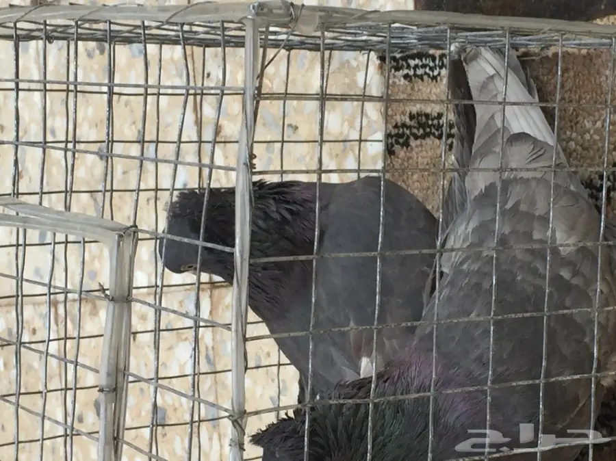 حمام تركي اسود وحمام عادي  (image 13)