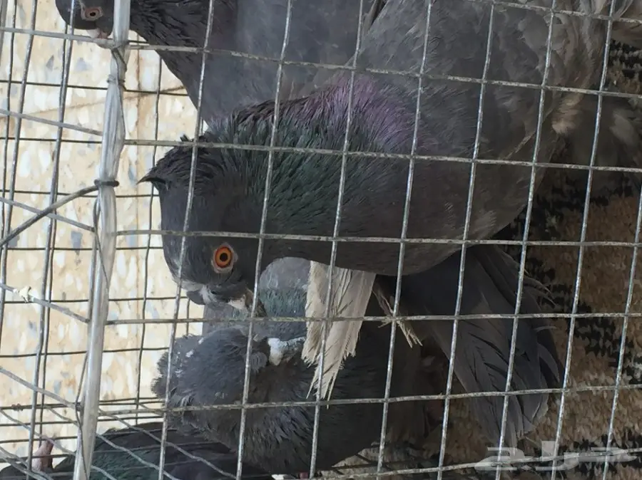 حمام تركي اسود وحمام عادي  (image 14)