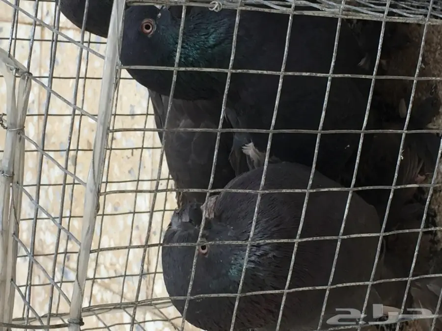 حمام تركي اسود وحمام عادي  (image 15)