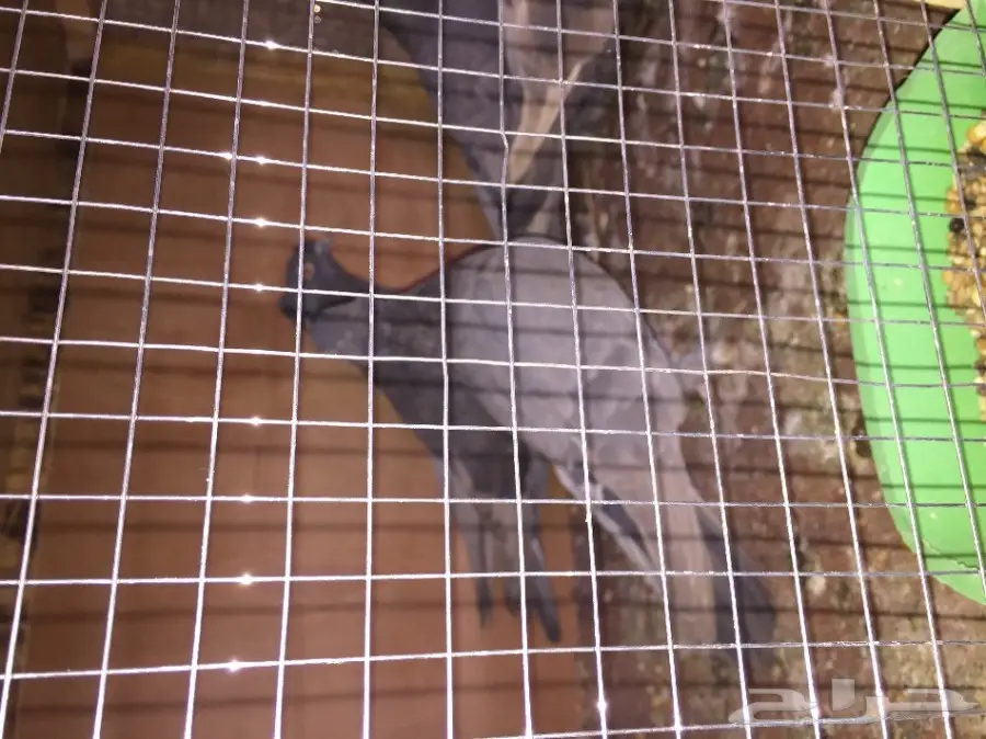 حمام تركي اسود وحمام عادي  (image 22)